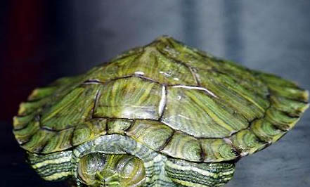 草龟和巴西龟哪个好