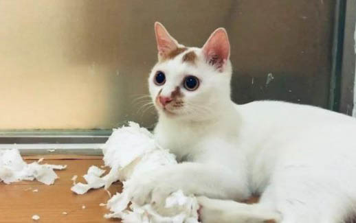 猫瘟病毒在室内能存活多久