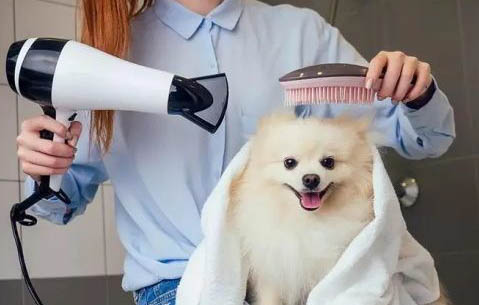 狗脱肛能自愈吗?