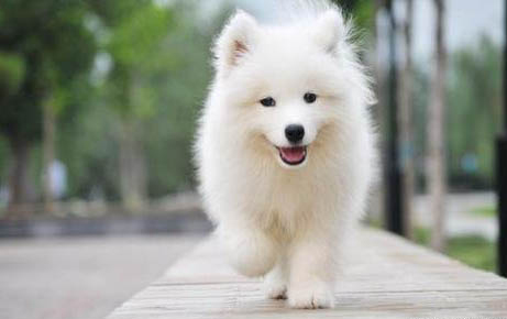 棉花面纱犬哪里有卖