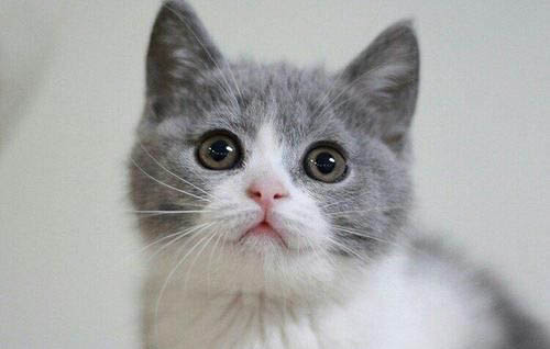 猫叫声像小孩哭的原因及解决办法