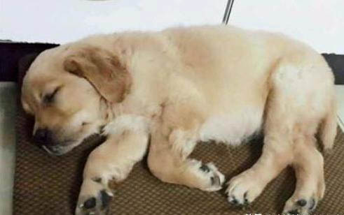 狗狗肋骨突出一块骨头