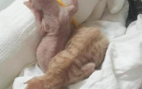猫多大可以打疫苗,小猫多大打第一针疫苗