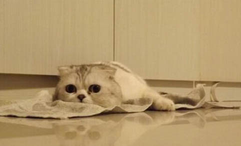 母猫六个月可以配猫吗