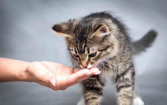 猫咪强制喂食方法