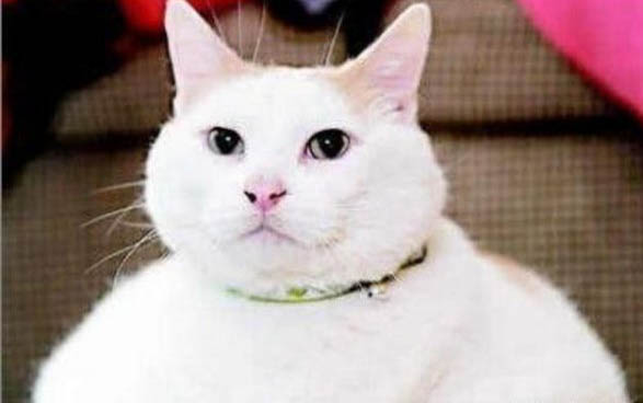 猫咪一只眼眶发红是什么原因