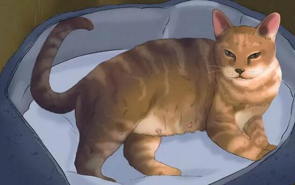 母猫为什么要叼着小猫换地方