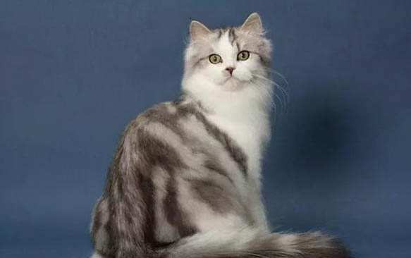 猫咪可以关在笼子里吗