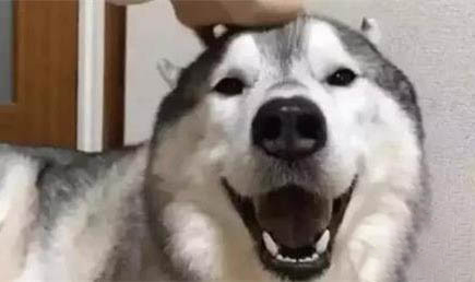 狗狗拉虫子是驱虫成功吗