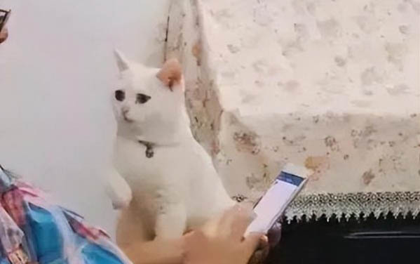 猫的瞳孔变化代表什么