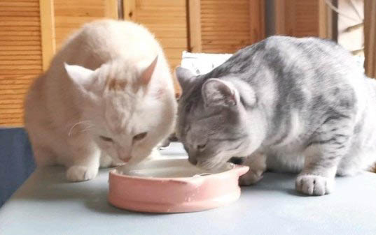 刚生的小猫要怎么处理