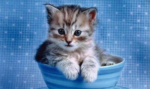 猫咪做完骨折手术后怎么护理