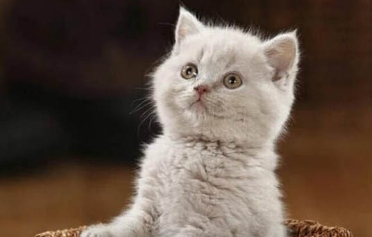 猫刚买回来不吃不喝