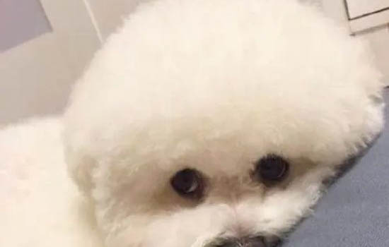 怎样判断狗狗是土狗还是德牧?