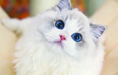 普瑞纳猫粮是什么级别