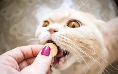 新买的小猫不吃东西怎么办啊
