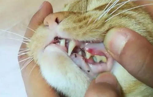 皇家猫粮多少钱一斤