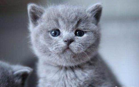猫咪为什么会乱撒尿？