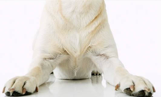 猫咪为什么要检查犬瘟啊