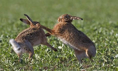 兔子依赖主人的表现