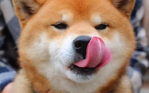 狗狗后腿血管在哪个部位