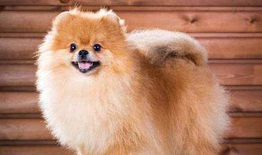 博美犬哪里有卖