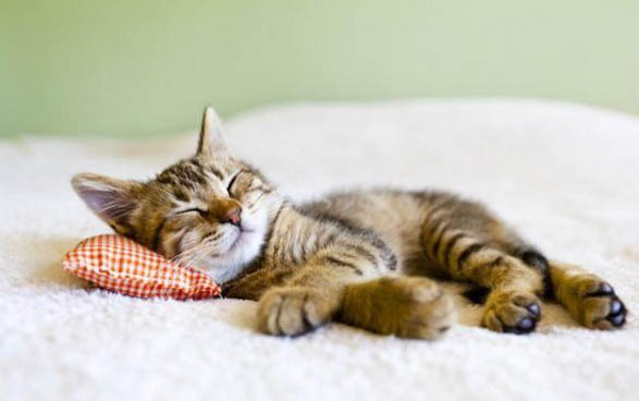 猫患急性肾衰竭能活多久