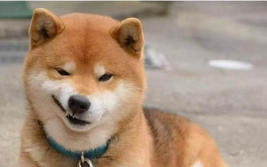 三个月的狗狗一天吃几顿