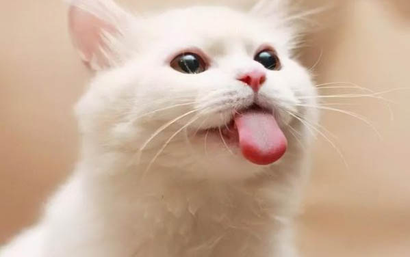 新到家的小猫不吃东西怎么办?