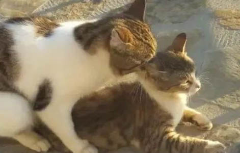 猫咪不吃饭没精神?这些原因你知道吗?