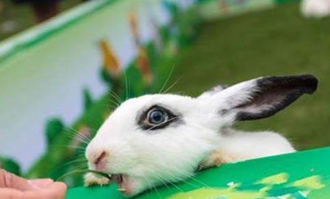 网上买的兔子为什么养不活