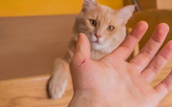 怎么判断小猫有没有怀孕