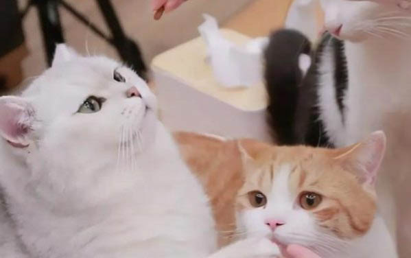猫打喷嚏有血甩出来是什么原因