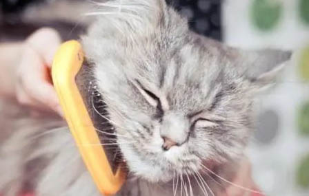 猫咪产后呼吸急促的原因及处理方法