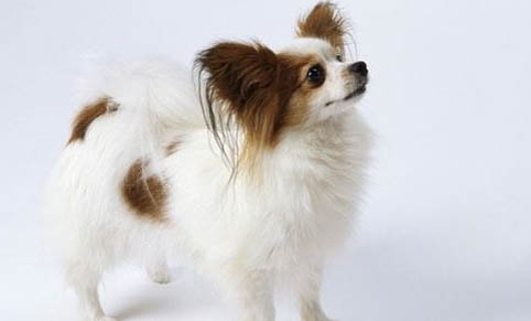 蝴蝶犬幼犬几个月褪毛