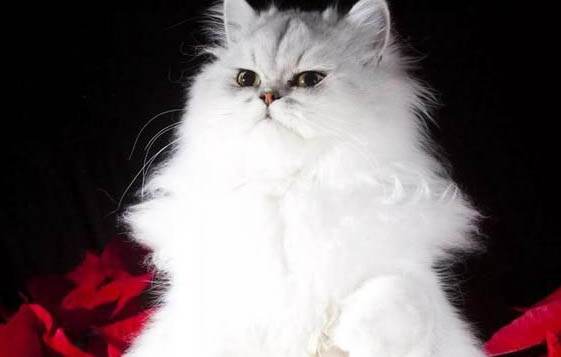 波斯猫能活多长时间?