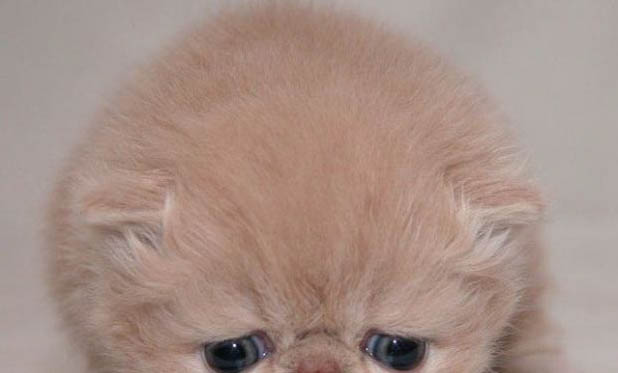 小猫可以吃面包吗?