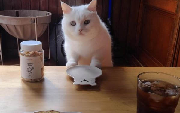 请问猫咪呕吐的原因及处理方法?