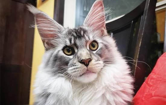 新手养猫前需要准备些什么