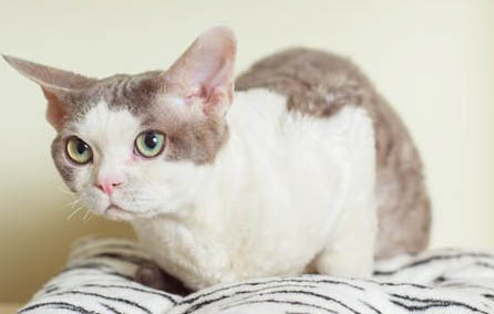 小猫多大断奶好