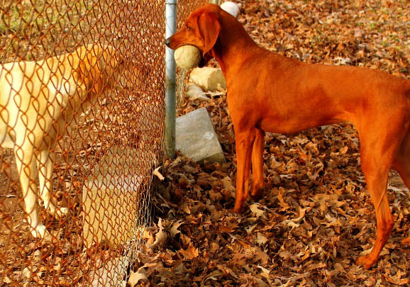 黑褐猎浣熊犬突然抽搐四肢僵硬