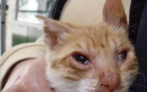 刚出生的小猫能不能洗澡?
