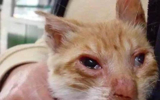 猫冬天怕冷么
