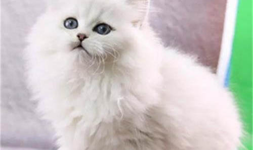 波斯猫连续打喷嚏