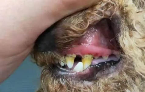 狗狗怀孕期间耳朵里长耳螨怎么办?