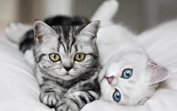 怎么训练小猫作揖