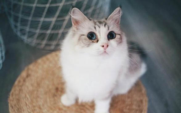 猫咪应激反应怎么安抚?