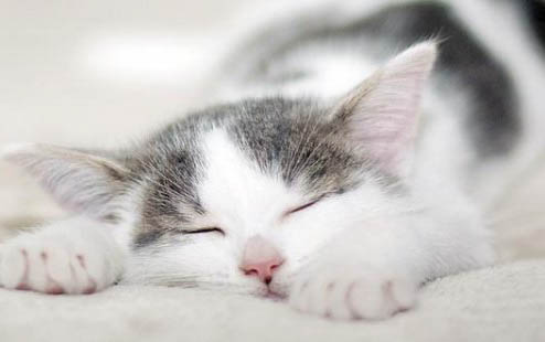 小猫带回家多久才能可以和人亲近
