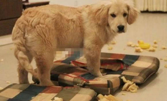 狗狗腹水什么症状