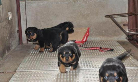 怎么挑选马犬幼犬